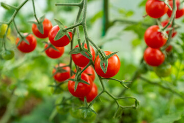 Red ripe tomatoes on branches, close-up. Composition with a tomato bush for publication, poster, screensaver, wallpaper, postcard, banner, cover, post. High quality photo