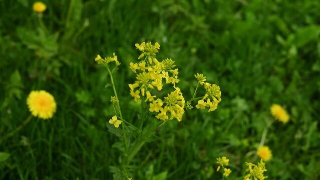 flowers of yellow rapeseed closeup. High quality 4k footage