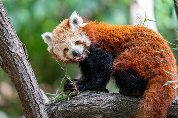 Red panda eating leaves on a tree branch