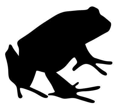 Isolated frog silhouette. Amphibian silhouette.