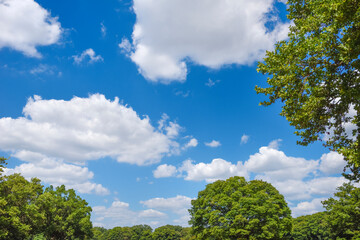 Obraz premium 青空と樹木 