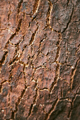 Oak bark texture