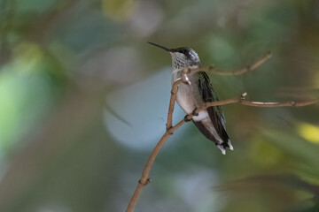 Juvenile Ruby-throated Hummingbird on branch