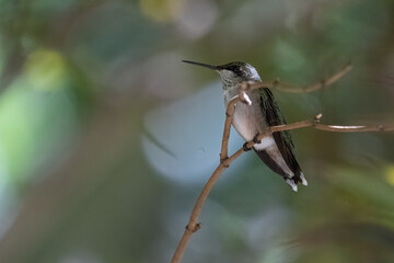 Juvenile Ruby-throated Hummingbird on branch