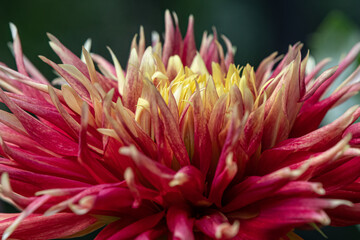 'Show N Tell' Dahlia