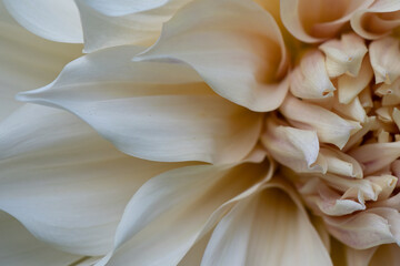'Cafe au Lait' Dahlia