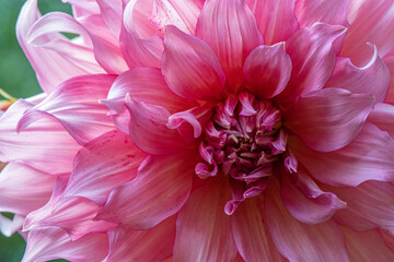 'Vassio Meggos' Dahlia
