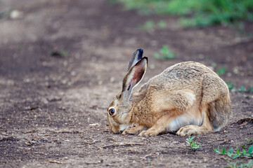 Wild European Hare Lepus Europaeus. Close up on a country road