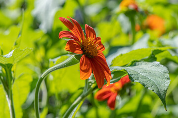 Mexican Sunflowers