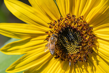 Bee of Sunflower