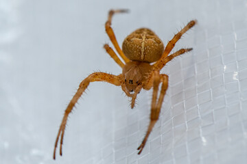 Cross Orb-weaver Spider