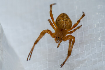 Cross Orb-weaver Spider