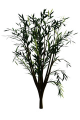 Green bush for decoration,