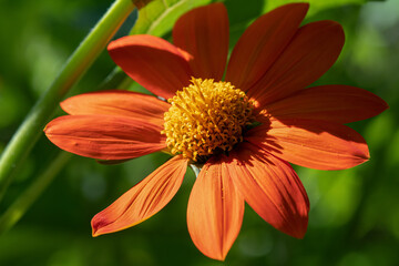 Mexican Sunflower