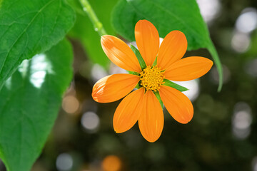 Mexican Sunflower