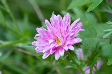 Obraz premium China Aster