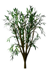 Green bush for decoration,