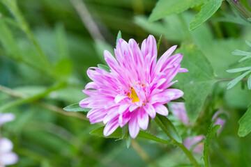 Obraz premium China Aster