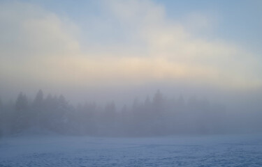 Winter landscape of forest. Foggy weather.   Forest in a foggy winter day.

