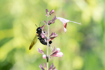 Bee on flower.