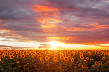 Summer field of blooming sunflowers at sunset with purple, orange sky and sunbeams. Beautiful landscape. Agriculture