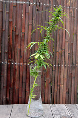 hemp plant in water