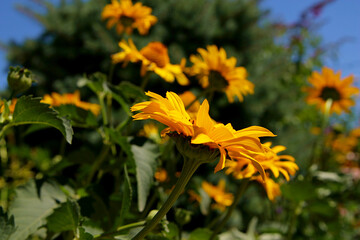 Rudbeckia fulgida sort Goldsturm: rudbeckia with yellow flowers blooms in the garden in summer Yellow flower background, rudbeckia in the garden