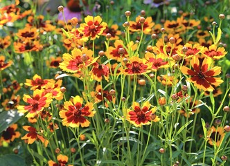 Background of yellow flowers in the garden. Coreopsis dyeing natural background.