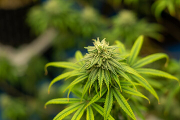 A man grower is Trimming fresh harvest cannabis buds. marijuana. Prune Marijuana Plants ways. Harvesting and Processing Commercial cannabis.