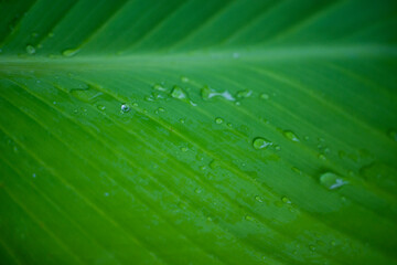 green leaf texture with veins close up, canna leaf light green background, garden plant, after the rain, dew drops, water on a leaf close-up,  vertical stripes of the canna leaf