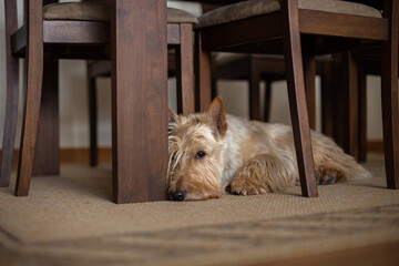 Scottish terrier dog lies under a wooden brown table and a chair on a carpet in a bright room