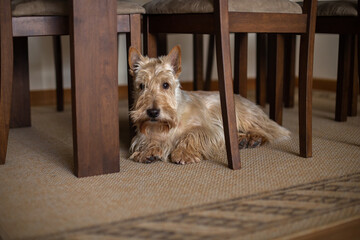 Scottish terrier dog lies under a wooden brown table and a chair on a carpet in a bright room