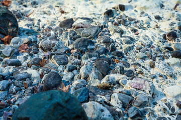 Climate change and drought, global warming concept, stones in dry algae at the bottom of a dried up river.