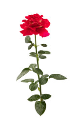 a blooming red rose with green leaves, isolate on a white background