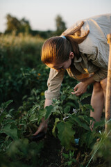 The farmer girl harvests tomatoes in the garden.