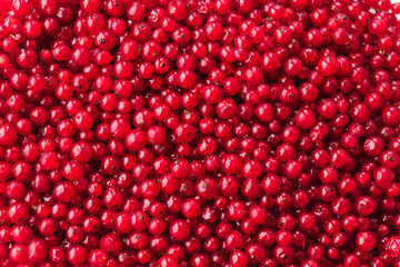 Red currant, close-up natural background banner wallpaper. Texture of ripe red currant berries. Harvesting farm organic food concept