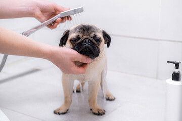 Owner or groomer washing pug dog in the shower, pets care and grooming