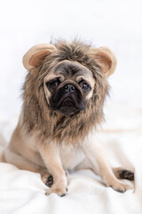 Funny portrait cute funny pug dog in lion carnival costume looking at camera, Christmas domestic pets