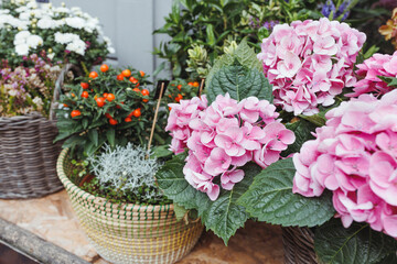 Red berries and pink hydrangea flowers decor in baskets in flower shop