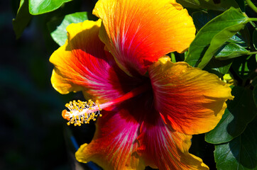 Hibiscus Close up Yellow and Pink