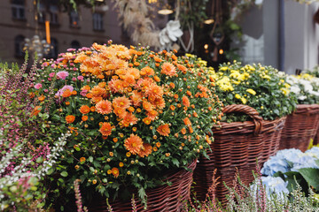 Heather, chrysanthemum, hydrangea and other fall flowers in basket
