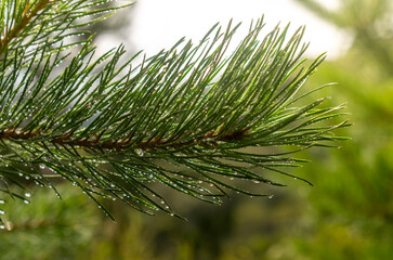 Fototapeta na wymiar Pine branch lit by the sun with drops of rain water.