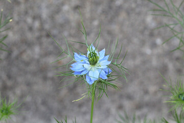 nigelle damassée (nigelle de damas) dans un champ de fleurs vertes. fleur blanche et fleur bleue....