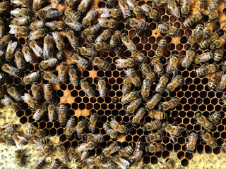 A swarm of bees sits on a wooden wall of a bee hive.