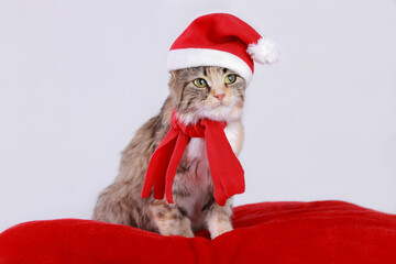 Cute Cat in a Santa Claus hat sits and looks. Cat close up. Kitten in a red hat on a red background. Kitten with big green eyes. Merry Christmas. Winter. Pets. Happy New Year. 2023