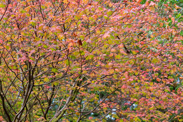 autumn leaves background