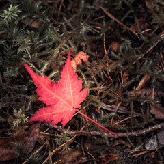 red maple leaf in autumn