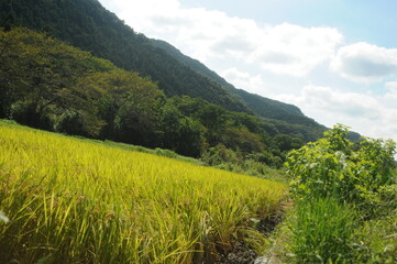 Obraz premium 田園