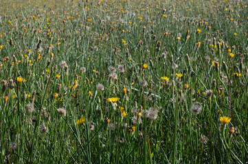 Scorzoneroides autumnalis - Leontodon autumnalis - Autumn hawkbit - Liondent d'automne