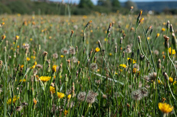 Scorzoneroides autumnalis - Leontodon autumnalis - Autumn hawkbit - Liondent d'automne